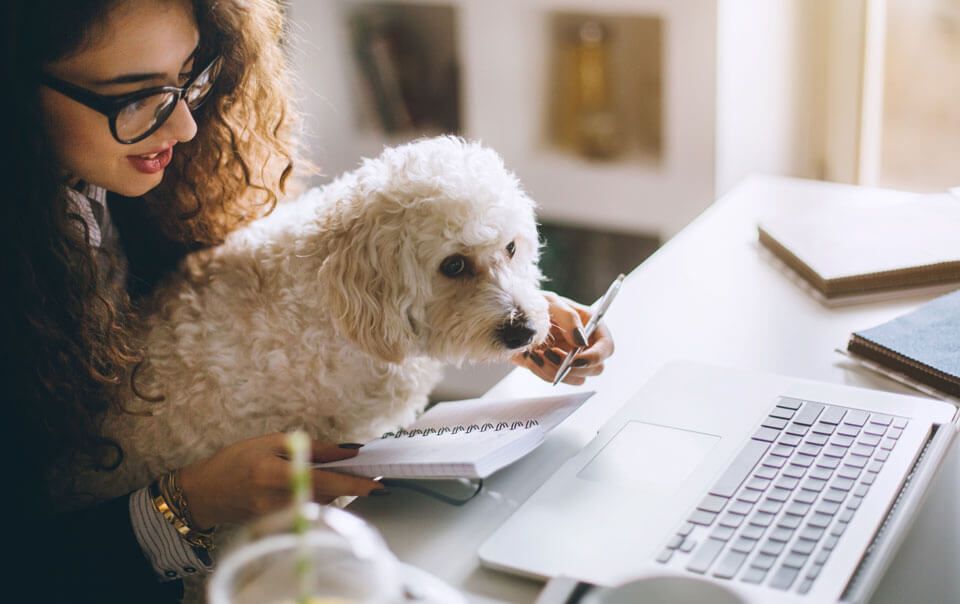 small busines employee working from home with dog